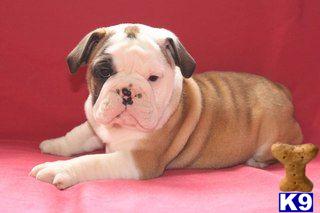 English Bulldog Puppies for Sale
